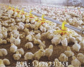 雞籠,五蓮雞籠價(jià)格,